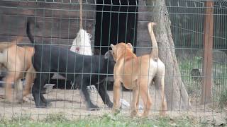 Presa canario puppies [upl. by Irme]