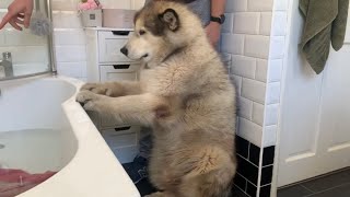 Giant Sulking Dog Hates Bath Time And Does Everything To Avoid It Cutest Doggo [upl. by Tiernan]