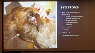 Canine Lymphoma [upl. by Ecertak]