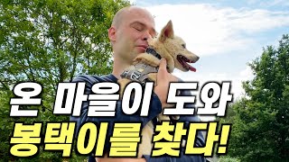 네덜란드 온 동네 사람들이 도와 강아지를 찾아준 감동의 순간 [upl. by Alemaj]