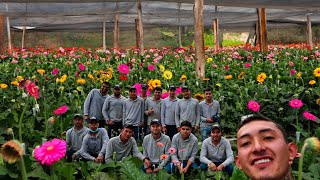 Así es el proceso de las Flores  GERBERAS TIPO EXPORTACIÓN [upl. by Harts553]