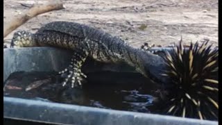 Goanna attacks swimming echidna [upl. by Nayve75]