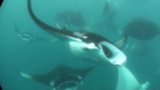 MANTAS HANIFARU BAY MALDIVES FEEDING FRENZY [upl. by Ahasuerus645]