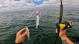 Fishing LIVE Mullet amp Jigs Off The Beach for Whatever Bites [upl. by Kurtzman]