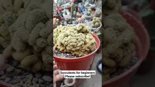 Brain Cactus  Mammillaria Elongata Cristata [upl. by Akeme]