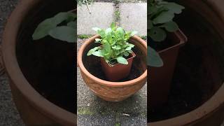 Goedkope hobby planten kweken  subscribe amp samen gaan we zaaien amp stekken [upl. by Conrado]