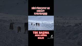 KARABAŞ anadoluaslanı kangal kangallar kafkasköpeği karakırçılkangal köyhayatı [upl. by Anwat]