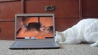 Cats reacting to cats meowing on YouTube [upl. by Mizuki]