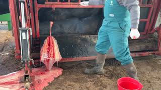 HUGE Abscess on Bull Lanced [upl. by Cela]