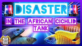 Disaster in the African Cichlid Tank Don’t be a victim of this [upl. by Aia137]