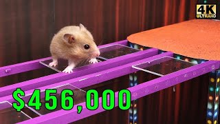 Hamster Squid Game  Glass Bridge Challenge Part 2 [upl. by Pedroza]