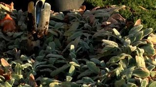 How to Plant Ground Cover With Tulips  Fall amp Winter Flowers [upl. by Gage]