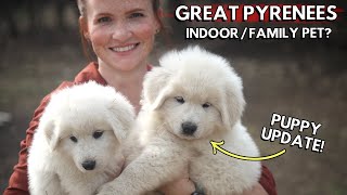 Great Pyrenees are AMAZING family pets Heres why  Indoor vs Outdoor  Puppy Update [upl. by Koffler]