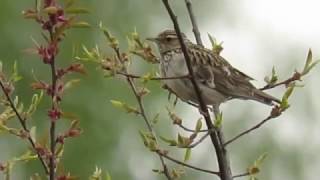 Woodlark Heidelerche [upl. by Zerat]