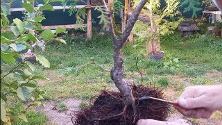 Thujaglobosa przesadzanie na bonsai materiału szkółkowego [upl. by Irrot]