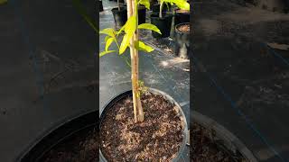 Grafted Mango Tree with Surprises mangotrees mangotreegrafting [upl. by Irrej]