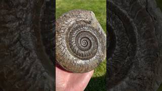 GEM Quality Ammonite 💎 ❤️ [upl. by Osterhus740]