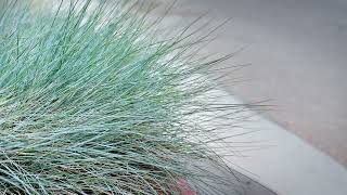 BLUE FESCUE Festuca cinerea [upl. by Grevera]