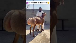 duniya ka sabse mahanga bakra ☪️🤩vikasonfacts facts eidspecial [upl. by Dareen]