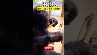 猩猩早起梳头发，一整天也是帅哥一枚，网友：活的还不如一只猩猩！猩猩 随拍动物 [upl. by Kirven]