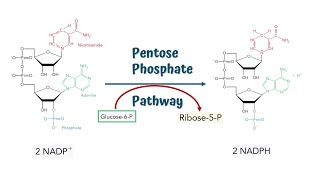 Pentose Phosphate Pathway  Hexose Monophosphate Shunt  Steps and Process [upl. by Crean952]