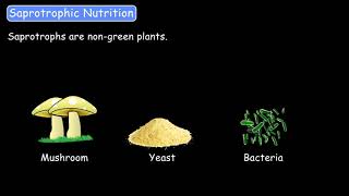 Heterotrophic Modes of Nutrition  Our EcosystemPart4  Science  Grade78  Tutway [upl. by Lankton]