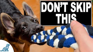 3 Skills EVERY Puppy NEEDS To Learn Now [upl. by Brendin]