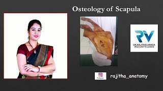 Osteology of Scapula by Dr Rajitha Vanga [upl. by Leopoldine]