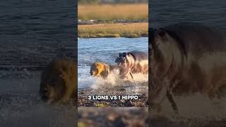 Hippo Attacks 3 Lions  shorts animals [upl. by Enajaras]