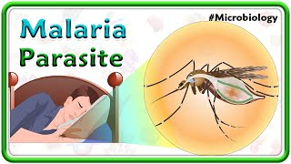 Malaria Parasite Lifecycle🦟 Clinical manifestations Complications Diagnosis amp Treatment  USMLE [upl. by Anertak]