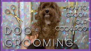 DOG GROOMING  How to groom your Cockapoo at home [upl. by Modesta]