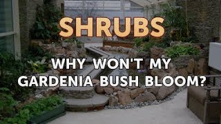 Why Wont My Gardenia Bush Bloom [upl. by Ayak]