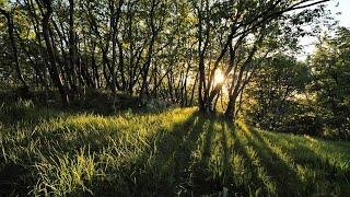 Relaxing Wind Sound 5 Hours  Dancing Forest in The Blowing Wind Nature Sounds [upl. by Shatzer160]