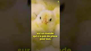 Tout cela parce quils ne peuvent pas pondre dœufs 🐣❌ [upl. by Riker]