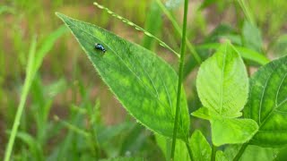 Farmers season farmer monsoon nature [upl. by Farlie]