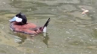 NA Ruddy duck courting [upl. by Isadora336]