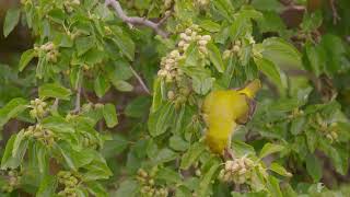 Pirole Golden Oriole Oriol Oriolus oriolus im Maulbeerbaum Spring 2024 [upl. by Alegnaoj]