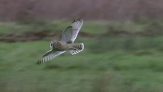 Shorteared owl [upl. by Peh]