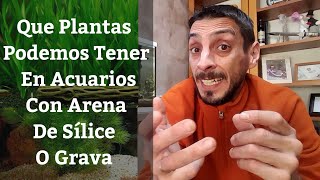 🔵 Que Plantas Podemos Tener En Acuarios Con Arena De Sílice O Grava Sin Sustrato Acuarios MB [upl. by Thessa]