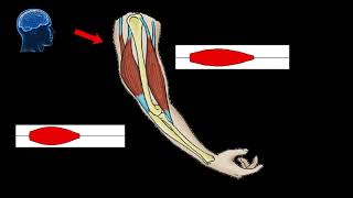 How do the muscles brain and bones move our arm [upl. by Dryden]