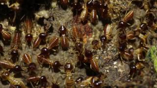 Termites Isoptera at nest entrance in a rainforest Peru [upl. by Samaria]