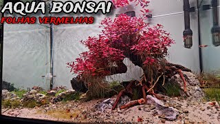 PLANTAMOS O AQUÁRIO BONSAI COM UMA PLANTA VERMELHA [upl. by Anyt]