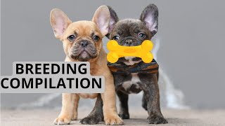 How To Breed French Bulldog Compilation [upl. by Ritter]