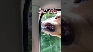 Mopsys loving life fy viral puppy funny fyp shorts youtubeshorts subscribe dog cute lol [upl. by Anstus]