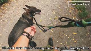 Offleash Pack Hiking TrainingBolto Day 1 with Kona and Kato [upl. by Attekram813]