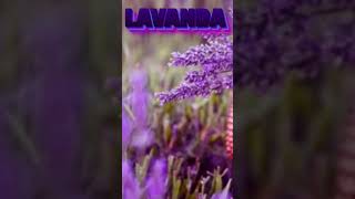 LAVANDA APRENDA COMO CUIDAR plantas plantasnaturais [upl. by Weld905]