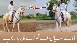 Beautiful Breeder Horse Fakhrey Ravi So Zully siyal Fakhrey Ravi breeder Horse [upl. by Aoh]