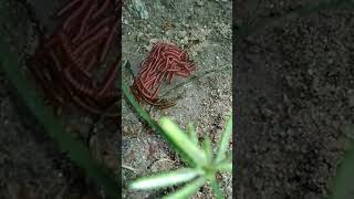 Trigoniulus Corallinus Rustry MillipedeCommon Asian Millipede shorts youtubeshorts [upl. by Ninnetta855]