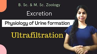 Excretion  Physiology of Urine formation  Ultrafiltration  B Sc 2nd year  Zoology [upl. by Shuman]