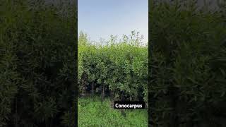 Conocarpus 🌲 Contact No 8171265156 nature landscape gardendesign youtubeshorts youtube [upl. by Aihsenyt]